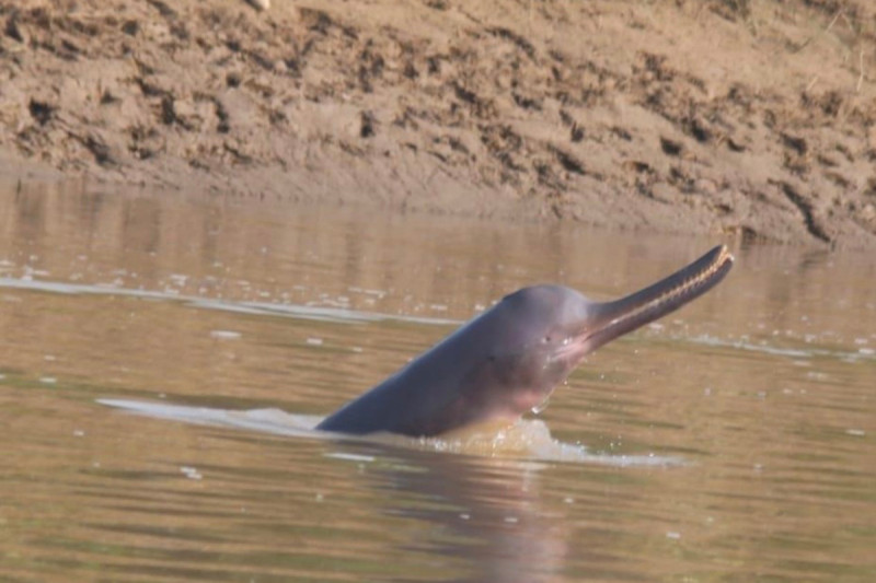 कैलालीका नदीमा पुगे डल्फिन
