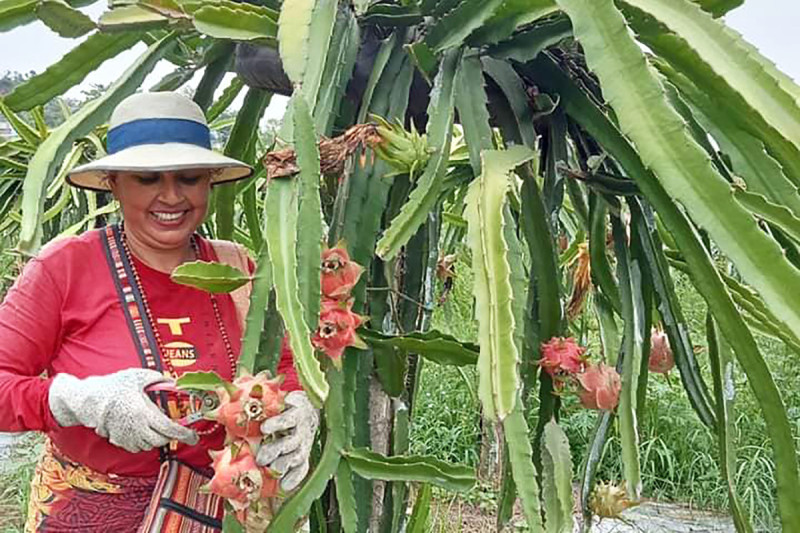 ड्रागन फ्रुट बिक्रीबाट वार्षिक १६ लाख आम्दानी