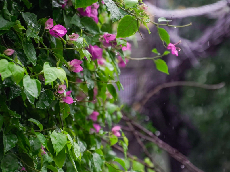 मौसममा शनिबारदेखि बदली, आइतबार सातै प्रदेशका केही स्थानमा वर्षा हुने