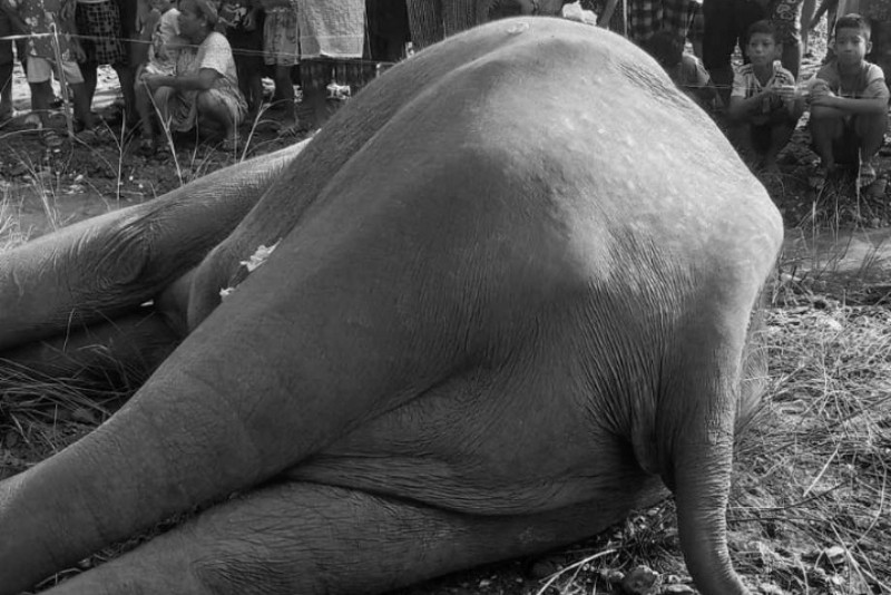 तीन महिनामा ६ गैँडा मरे