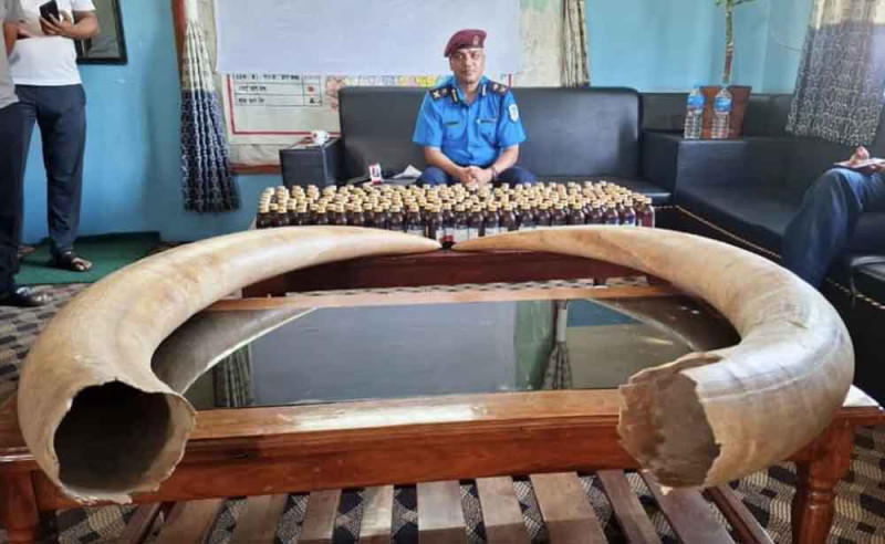 हात्तीको दाह्रासहित ठोरीबाट ३ जना पक्राउ 