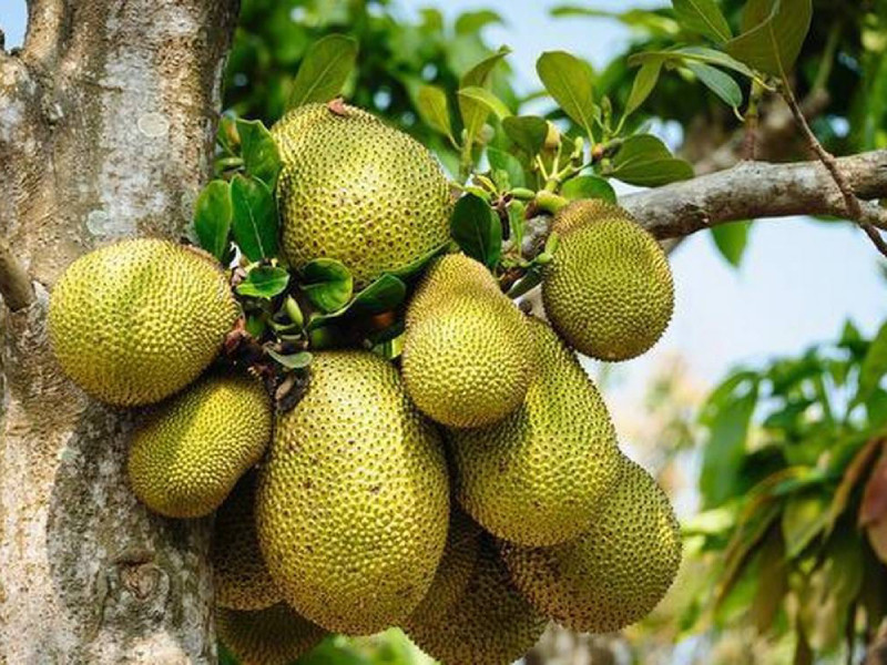 नेपालमा उत्पादित कटहरकाे भारतीय बजारमा वर्चस्व  