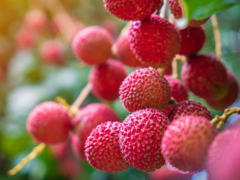 धेरै लिची खानुहुन्छ? यस्ता छन् विज्ञका सुझाव 