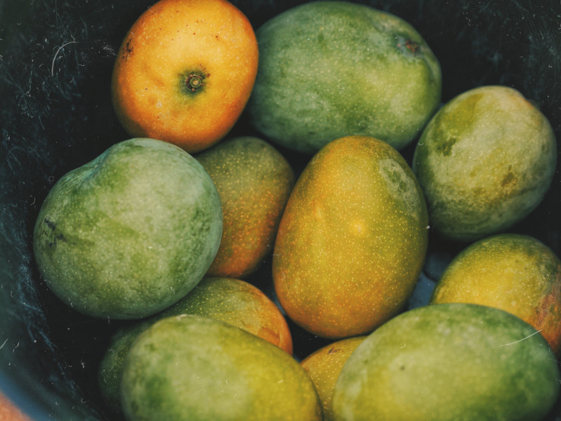 धनुषामा बढ्यो आँप उत्पादन 