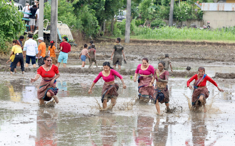 चितवनमा रोपार पाउनै मुस्किल