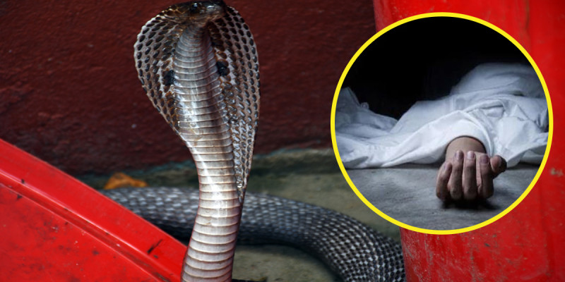 सर्पले टोकेर बालकको मृत्यु