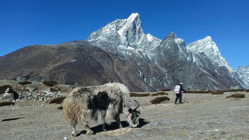 हिमालको काखमा याक