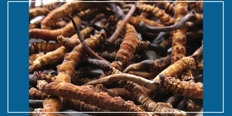 मनाङबाट ३२ किलो यार्सागुम्बा निकासी