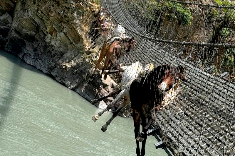 कर्णालीको पुलमा अड्किएकामध्ये २ खच्चड मरे, ११ वटाको सकुसल उद्धार