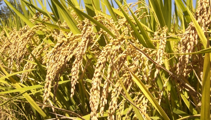 प्रभावकारी बन्दै कृषि बीमा