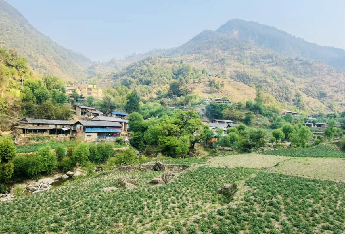 आलुसँग चामल साटेर गुजारा चलाउँछन् रमुवा गाउँका स्थानीय
