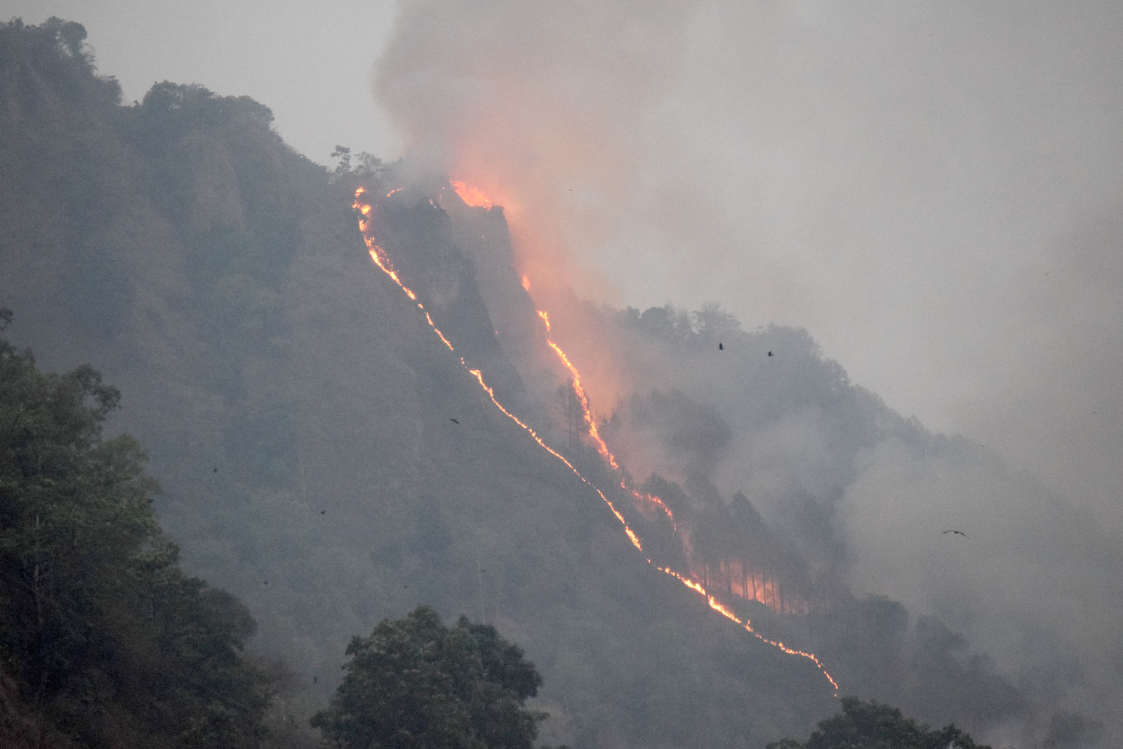 डढेलो लगाएको आरोपमा ५ जना पक्राउ