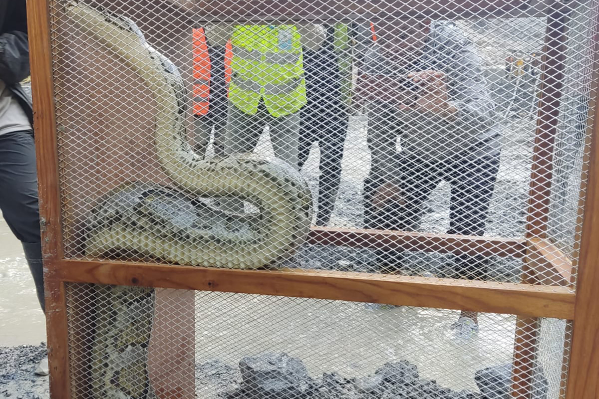 जलविद्युत् आयोजनाको बाँध निर्माणस्थलमा अजिङ्गर भेटियो