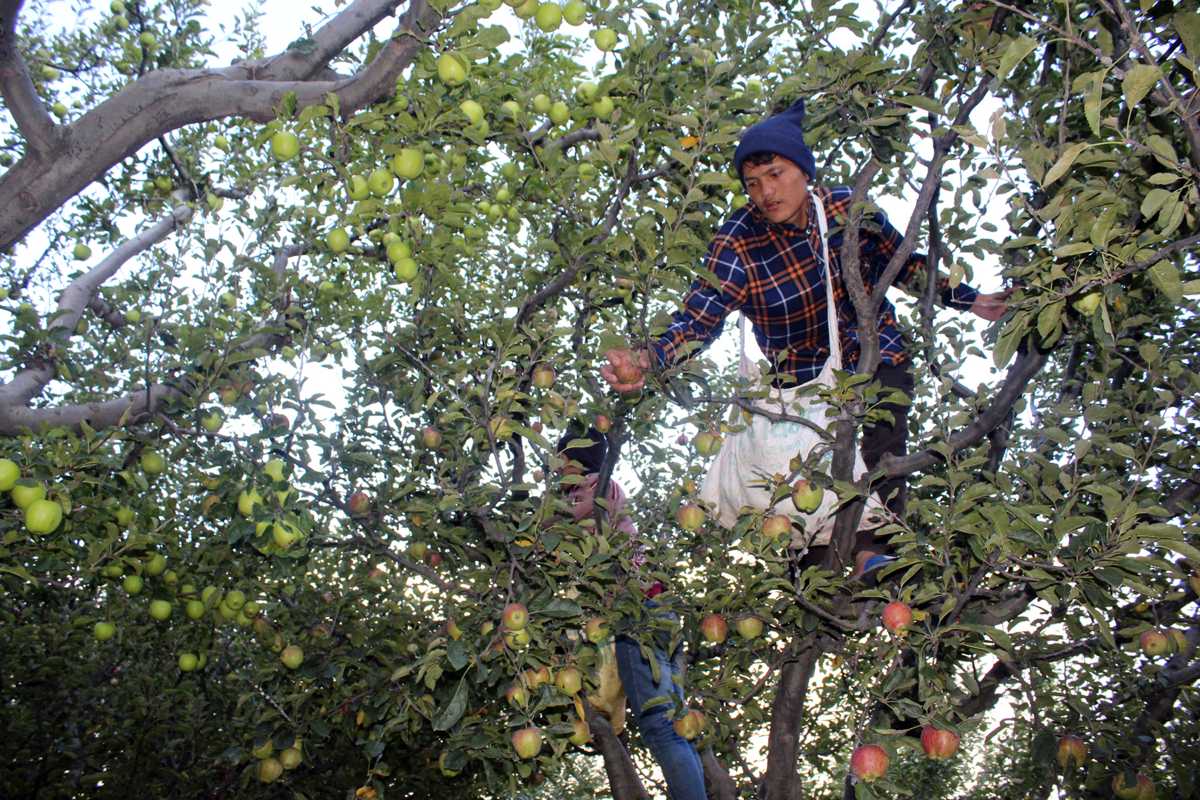 जुम्लामा भदौ अघि स्याउ टिप्न नपाइने
