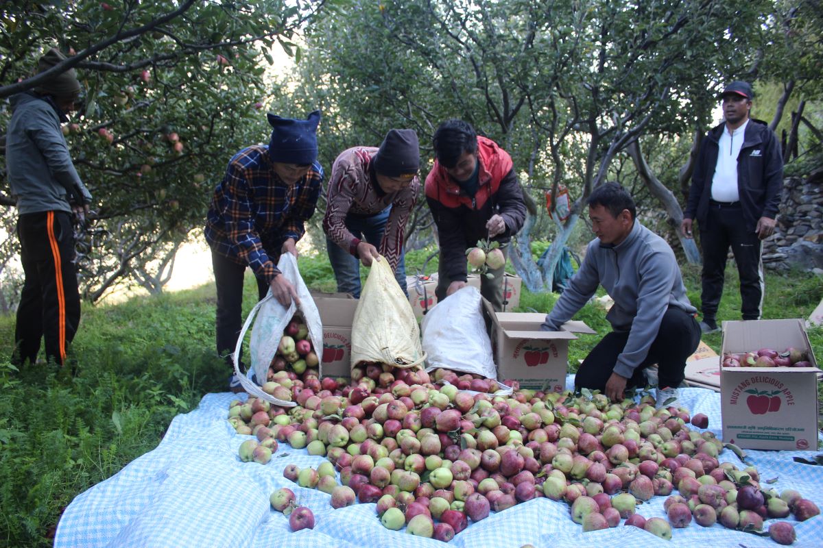 कालिकोटका किसानले प्रतिकिलो ५० रुपैयाँमा स्याउ बेच्दै