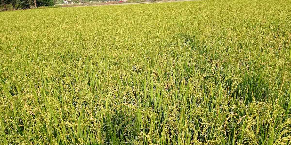 श्रीलङ्कामा खडेरीले ४७ हजार हेक्टरमा लगाइएको धान नष्ट
