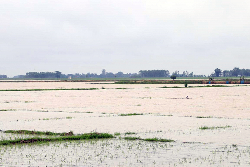 भारतले बनाएको बाँधका कारण ३ सय बिघा खेतीयोग्य जमिन डुब्यो