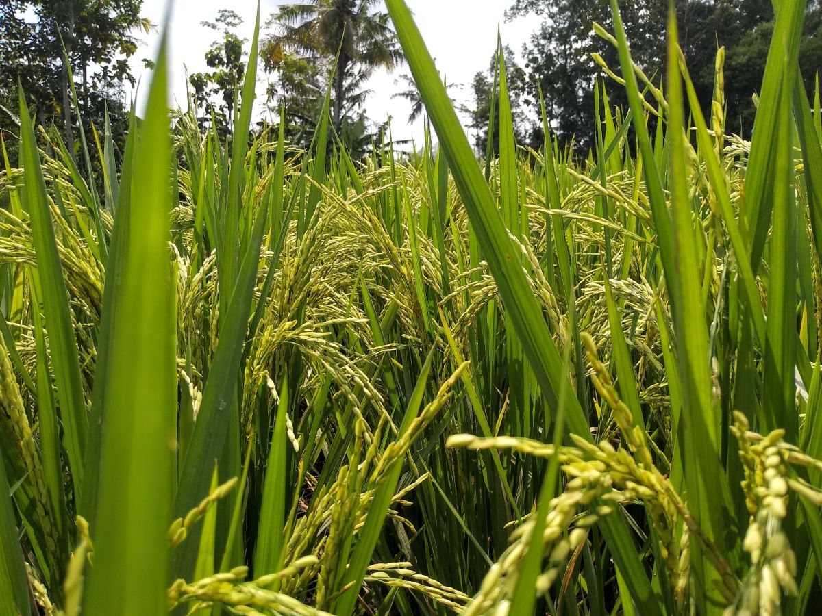धानबालीमा ग्वारो रोगले पर्साका किसान चिन्तित