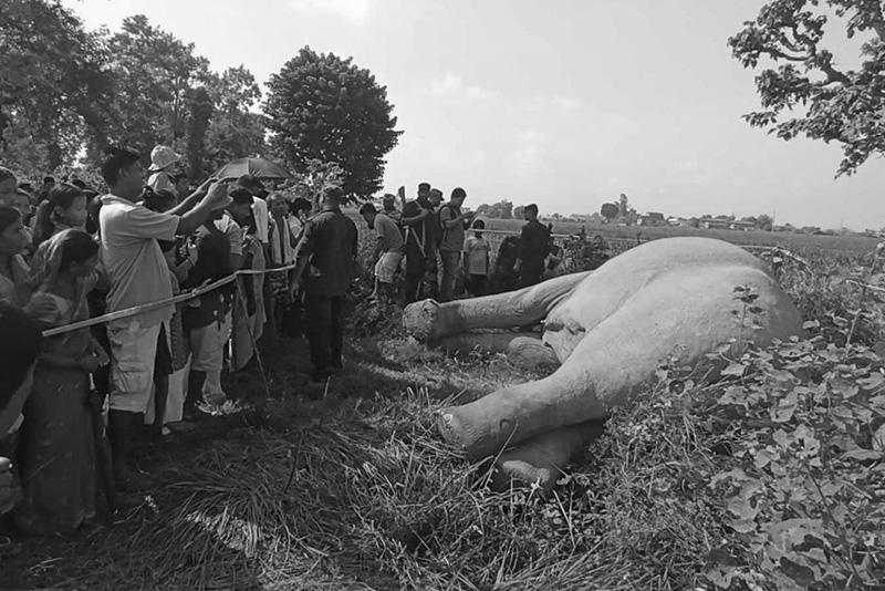 बारामा जंगली हात्ती मृत फेला, करेन्ट लगाएर मारिएको आशंका