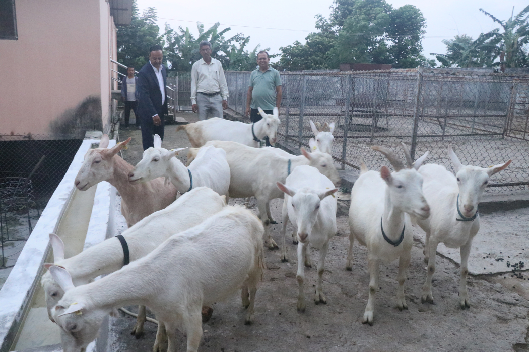 बाख्रामा लाग्ने पीपीआर रोग नियन्त्रण गर्न अभियान