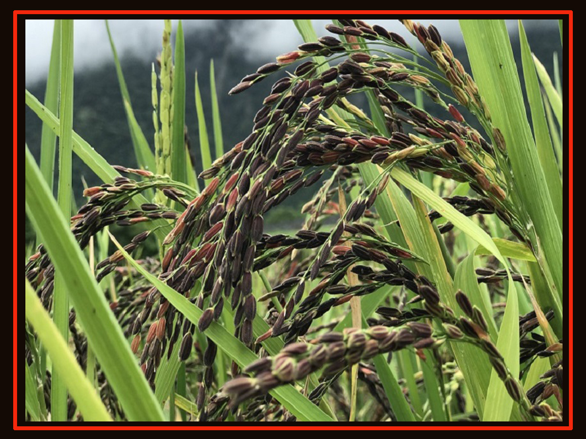  जुम्ली मार्सी धानको ब्रान्डिङ गरिने