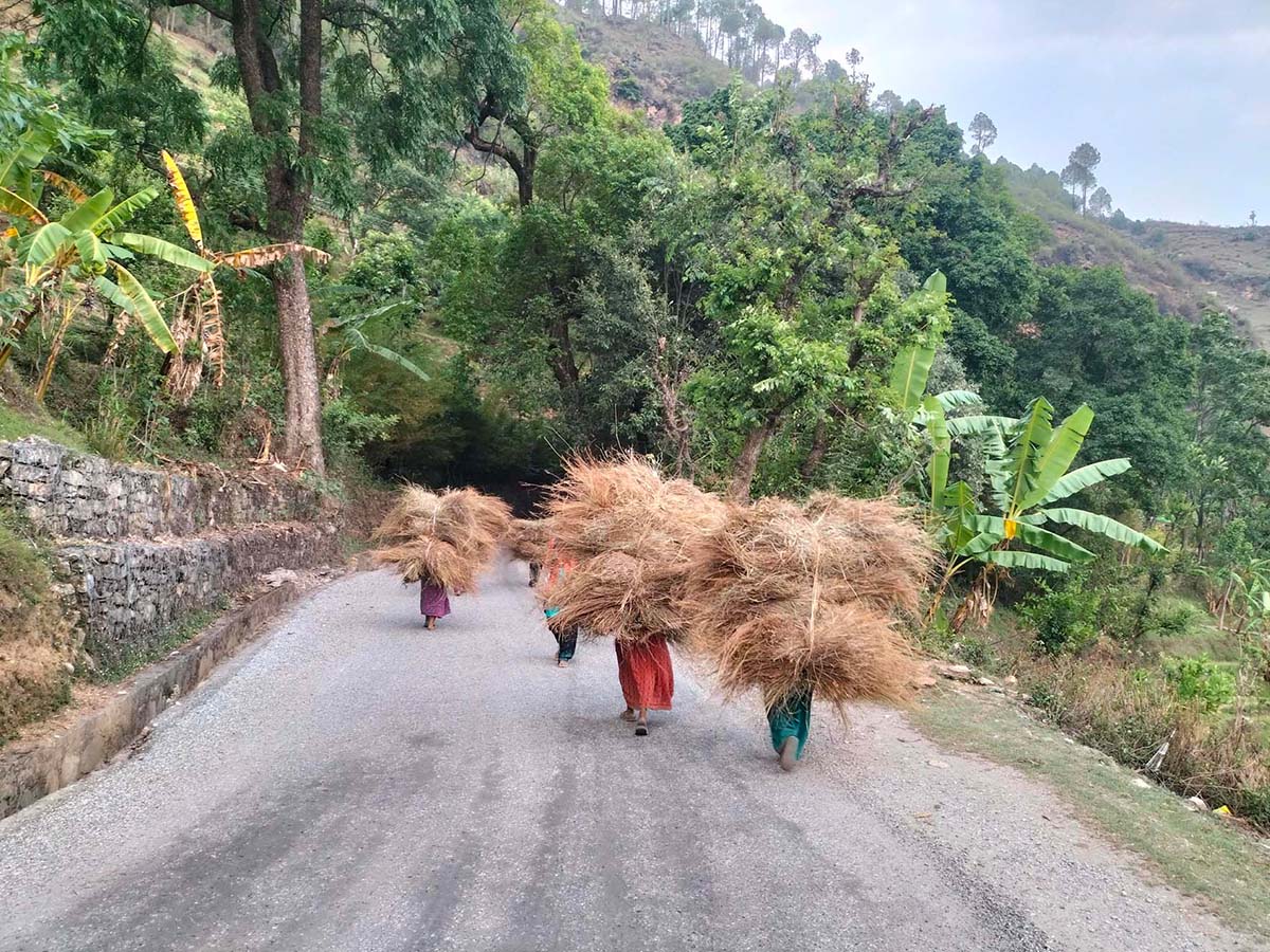 खरको भारी बोकेर घरतिर 