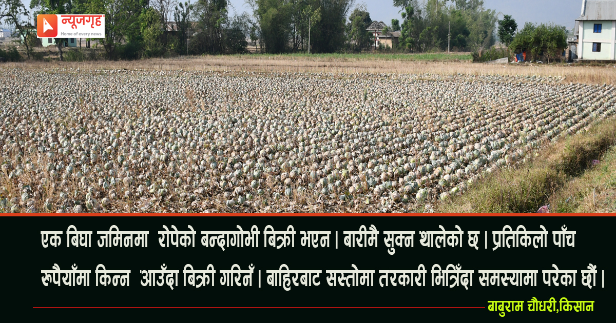 सरकारले देखेन किसानको दर्द, बारीमै सुक्यो बन्दागोभी
