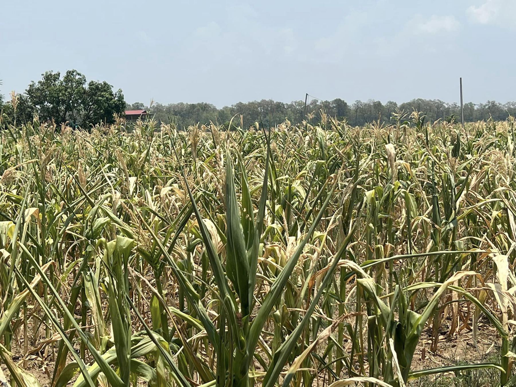 म्याग्दीमा खडेरीले खेतमै सुक्न थाल्यो धान र कोदाको बीउ, मकै ओइलायो