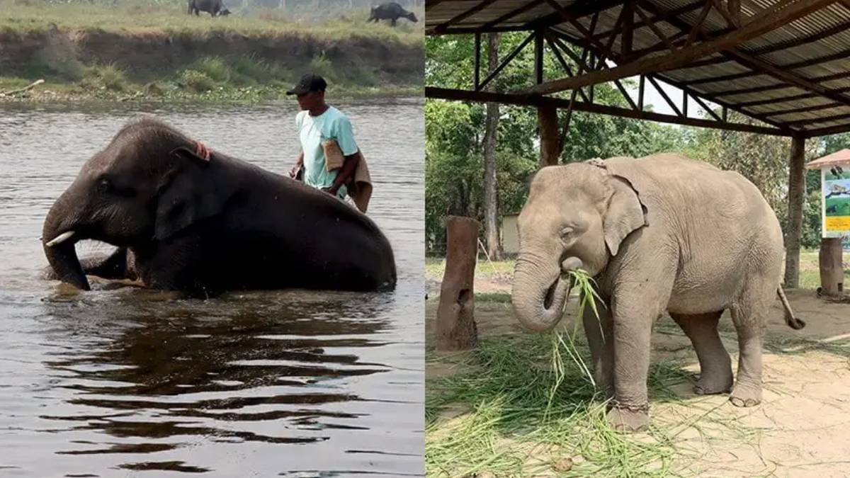 कतारका राजालाई ‘खगेन्द्रप्रसाद’ र ‘रुद्रकली’ उपहार दिइने