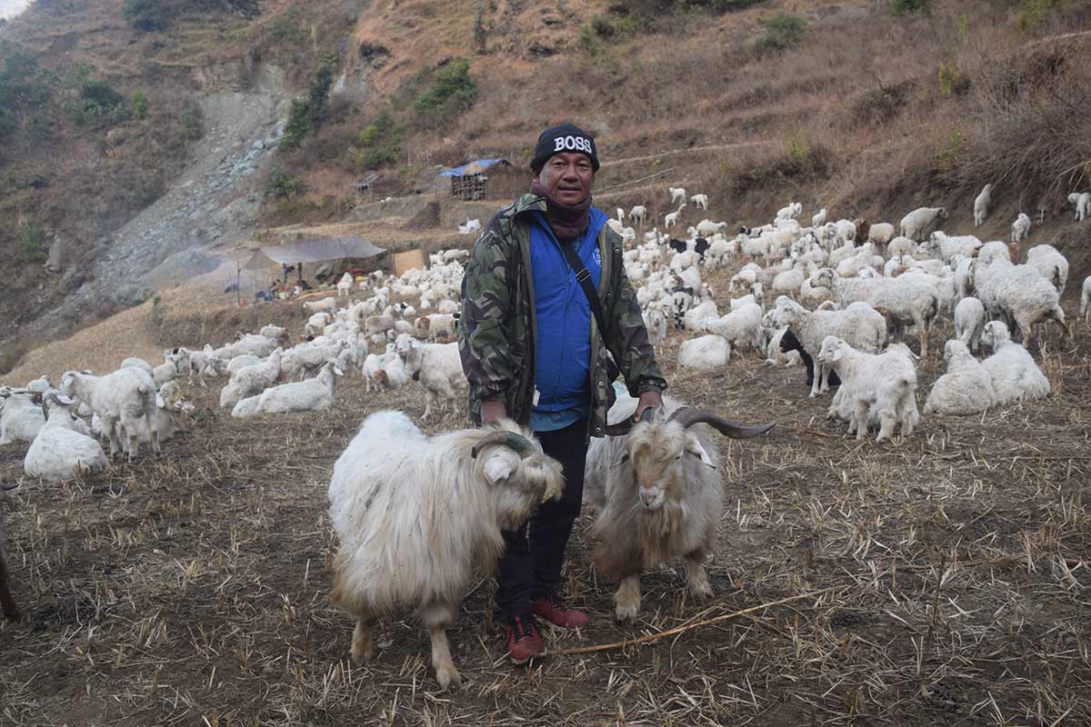 दिनभर भेडाको साथ, रातमा त्रिपाल मुनि बास